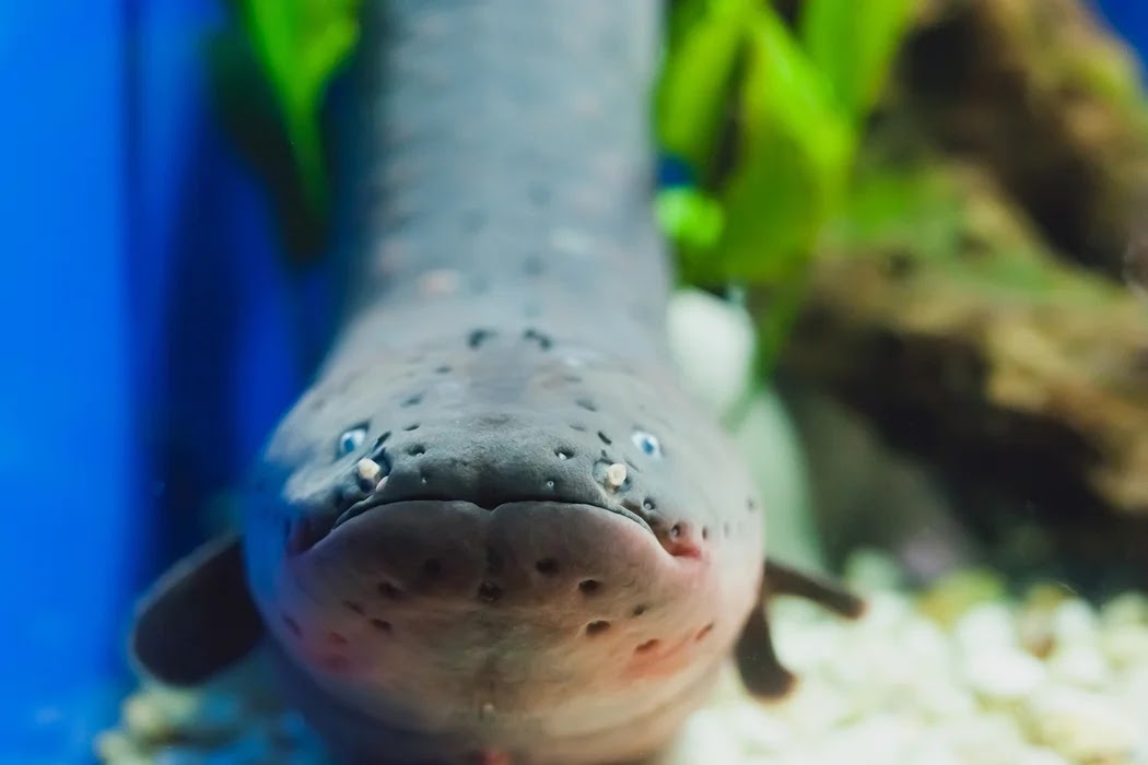An Electric eel